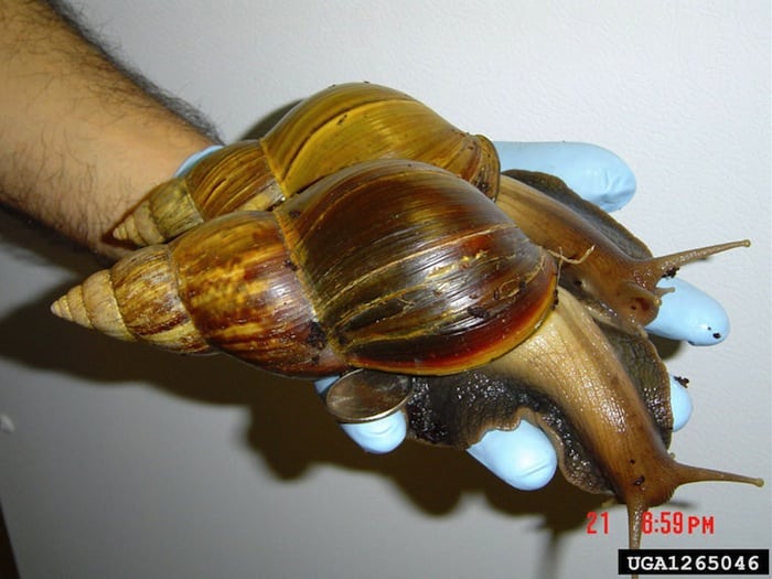African Giant Land Snail Snail Facts and Information