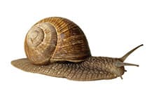 land snail