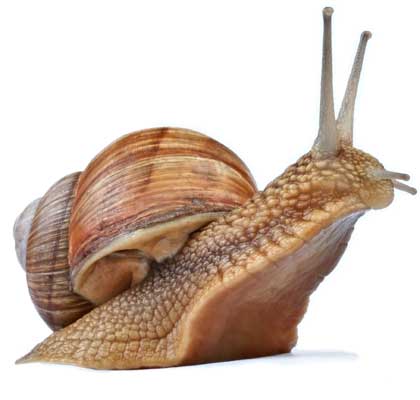snail-front.jpg