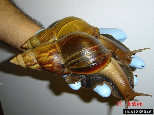 African Giant Land Snail Facts