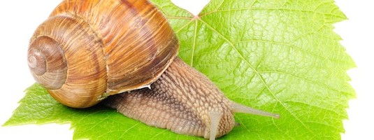Snail Facts and Information