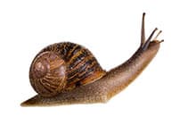 Garden Snail with Feelers Up