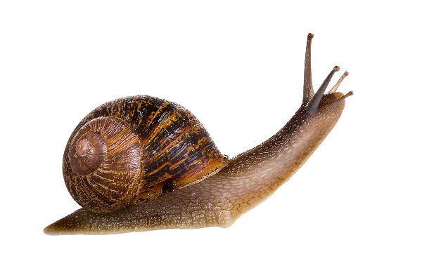 Snail on a Stalk