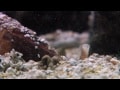 Killer Cone Snail video
