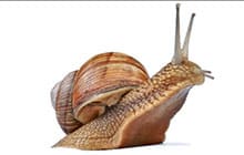 Snail close-up