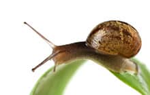 Snail on green leaf