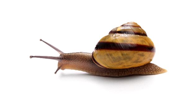life span of a snail