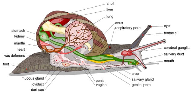 Anatomía interna del caracol