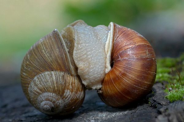 Snails Mating - Snail Facts and Information