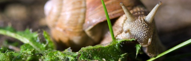 Especies De Caracoles