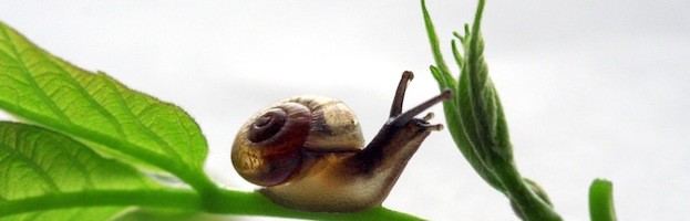 What do Land Snails Eat?