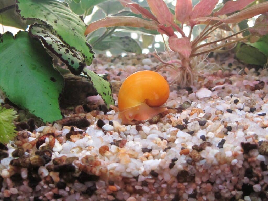 Types of freshwater aquarium snails vary, however the mystery snail tends to be a popular one.