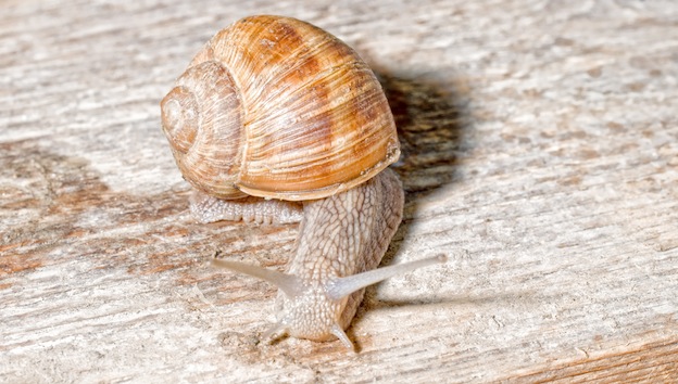 Roman snail Information