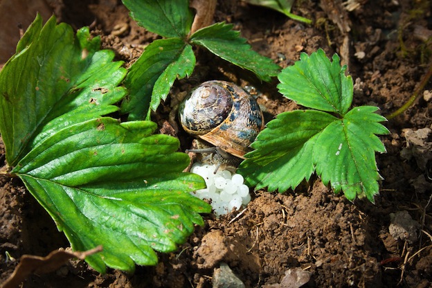 Caracol con sus huevos