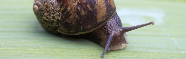facts about a snail