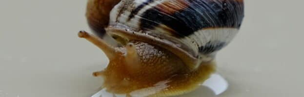 4 Types of Freshwater Aquarium Snails and How to Care For Them