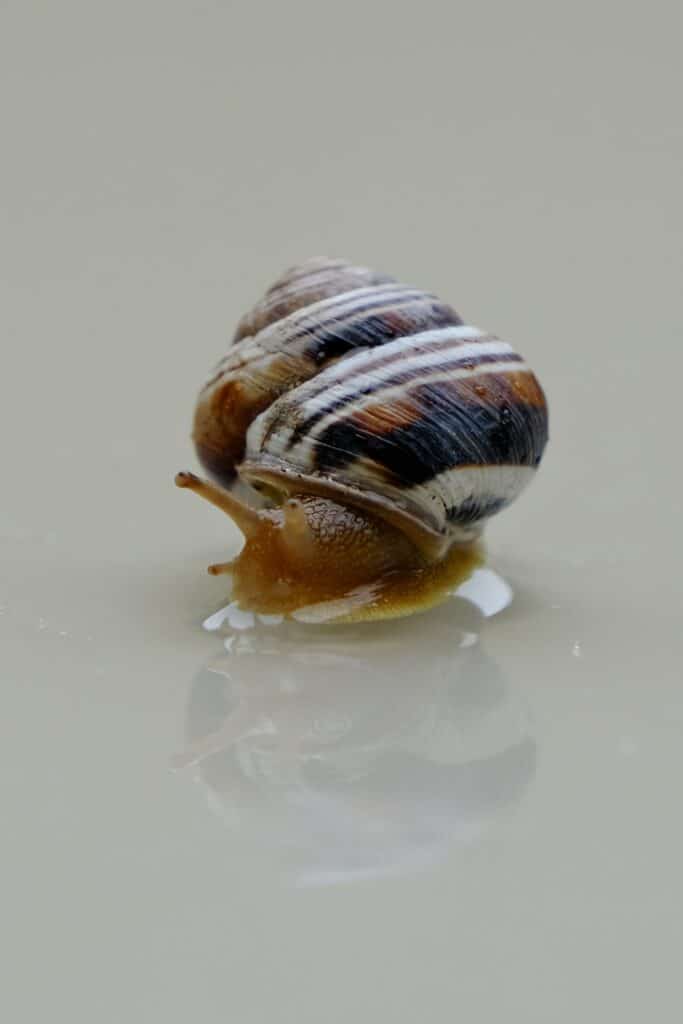 There are several types of freshwater aquarium snails, this one's a mystery snail.