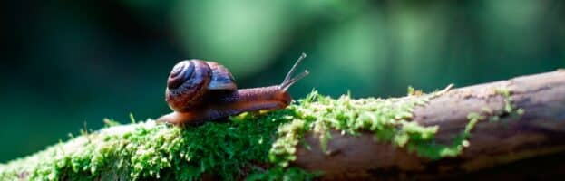 How To Take Care of a Snail and Why They Make Great Pets