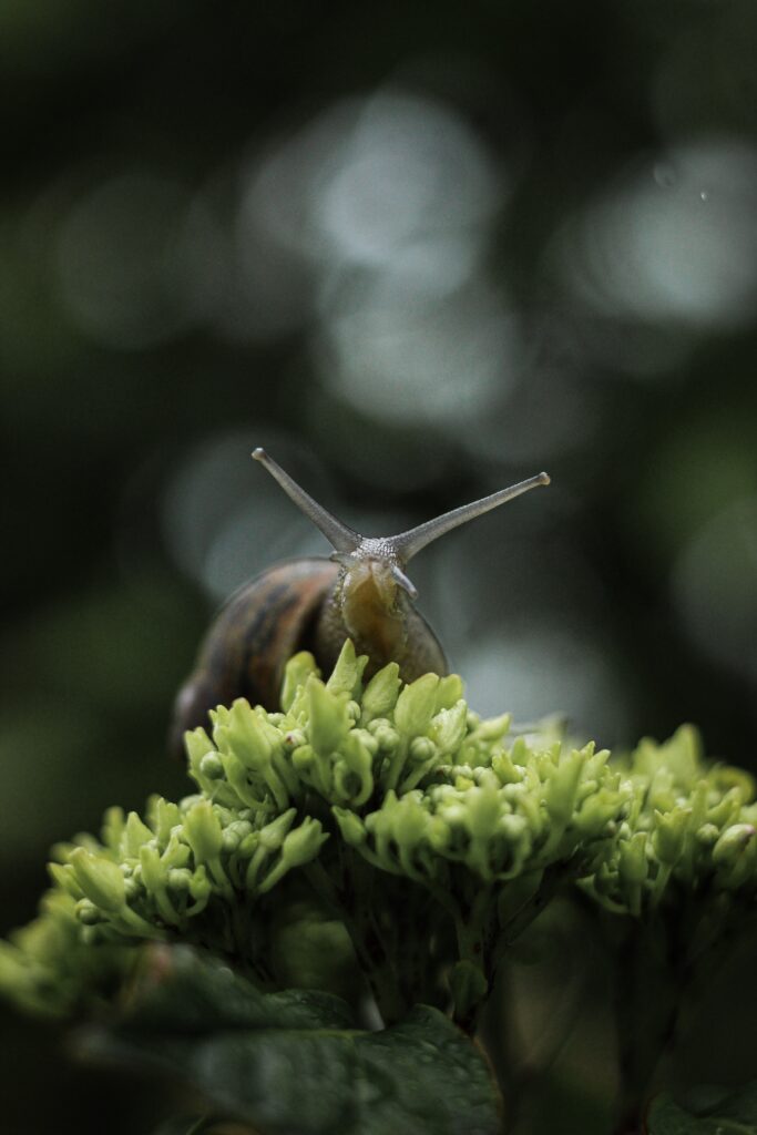 Don't be worried that your snail won't live long. The snail life span, if taken care of, can be as long as 10 years in captivity.