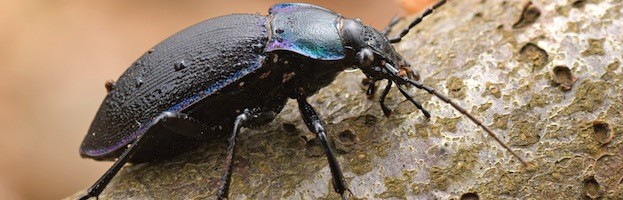 Depredadores Del Caracol