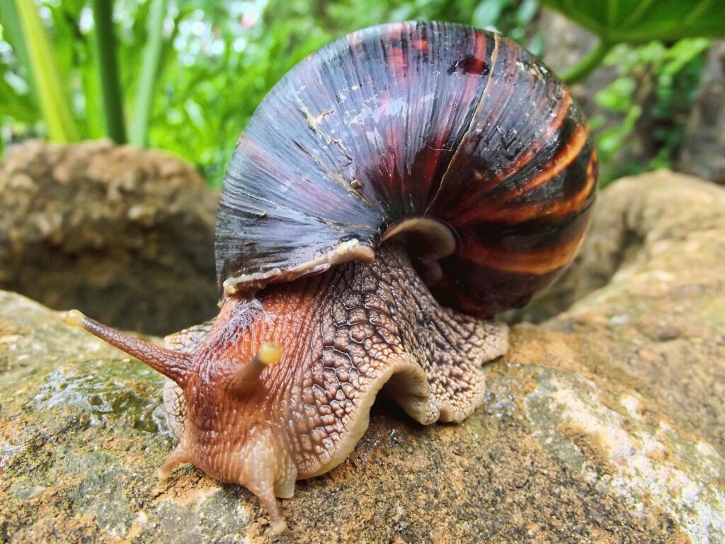 Giant African snail traveling over a rock.