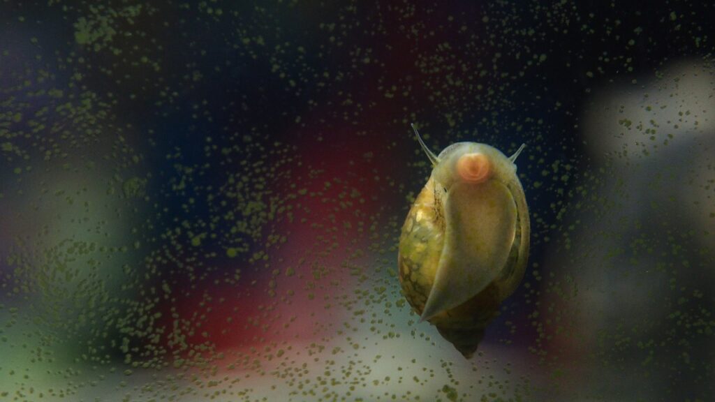 There are many different kinds of snails, this one is stuck to the side of an aquarium providing a view of it's mouth.