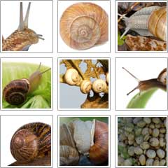 different types of snails