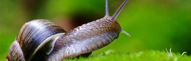 Distribución y Hábitat Del Caracol