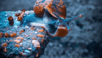 Do Snails Have Teeth? A Closer Look