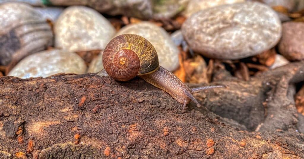 Answering the question, do snails have teeth? A picture depicting what snails eat, like rotting wood.